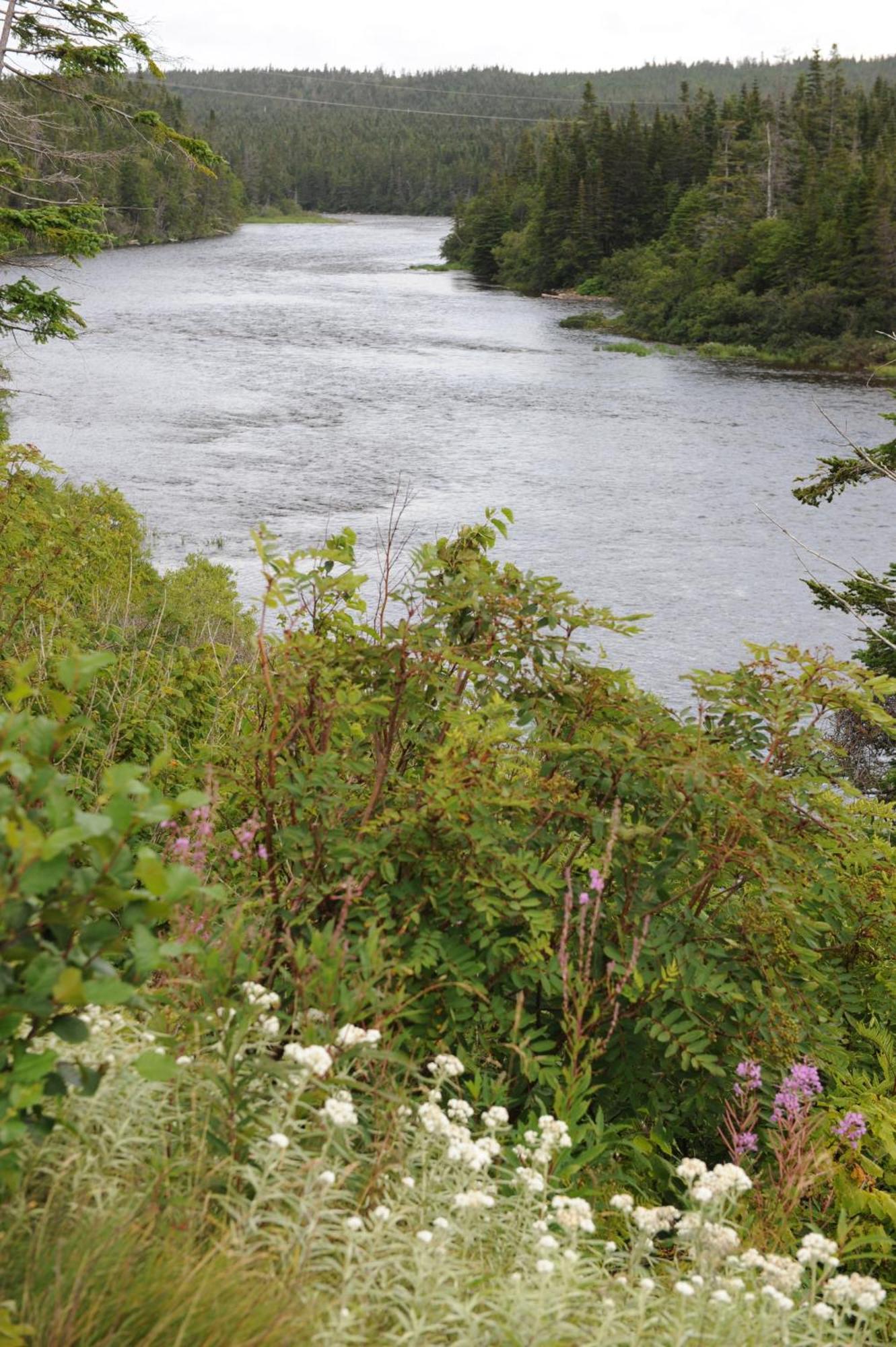 Riverside Chalets River of Ponds 외부 사진